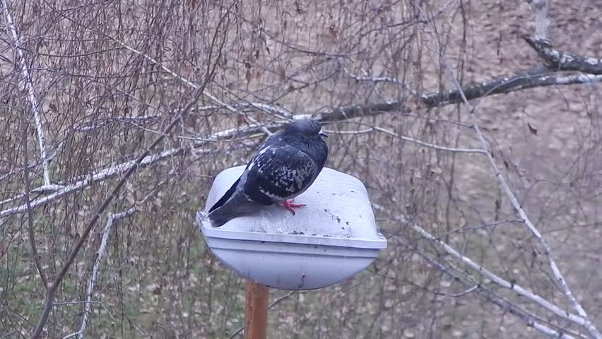 A dove sits on top of a lantern