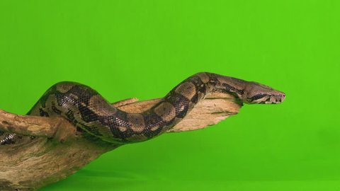 Medium shot of a ball python snake stretched out over a log flicking his tongue while on a green chroma key screen background