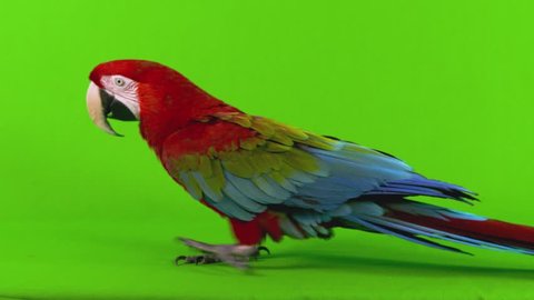 Full body shot of a red macaw parrot walking from right to left across a green screen background