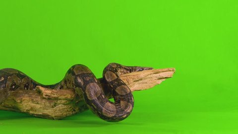 Medium shot of a ball python snake on green screen coiled on a branch and then stretches out