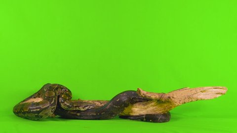 Wide full body shot of a ball python snake slithering across a log against a green chroma key screen background