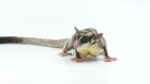 Full body view of a sugar glider opossum looks up and then walks off screen as if it was told something important and had to hurry off, while isolated on a white studio background
