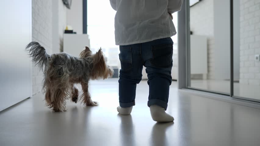 Small baby child girl legs in jeans walking at home with pet dog