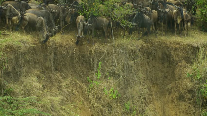 wilderbeast crossing a river on the serengeti