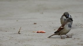 Male and Female Sparrows eating peanuts