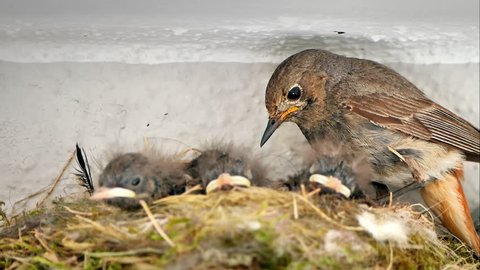 Nightingale taking care of her hungry hatchlings in a nest, closeup footage