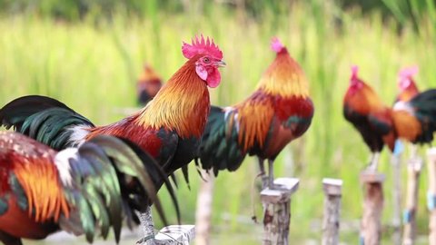 Colorful bantam chickens stand on wooden poles. To wait for the sound contest competition