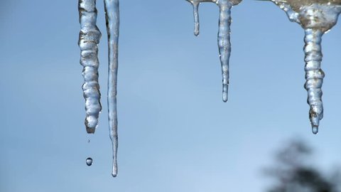 The snow is melting, water is dripping from the tips of the icicles.