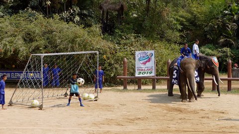 NAKHON PATHOM, THAILAND - February    5 : Show of Elephant playing football at the most impressive Samphran Crocodile Farm at Nakhon Pathom , Thailand on February 5, 2019