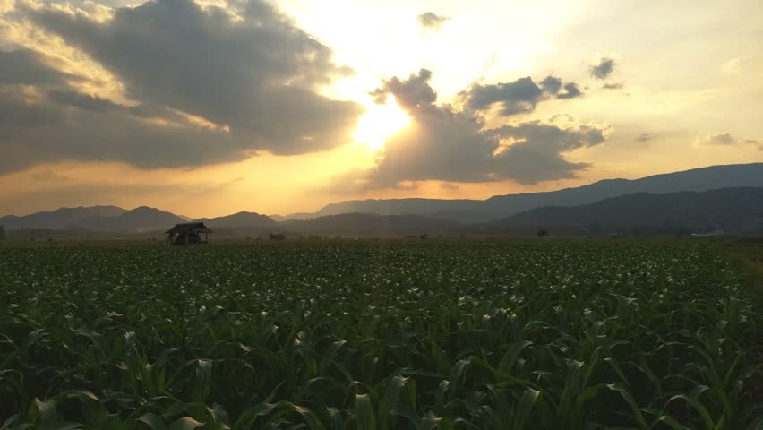 young green corn field in agricultural garden and light shines sunset
