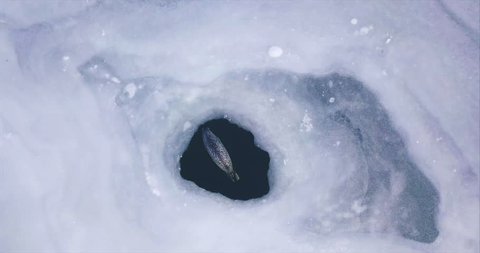 Top aerial descending view of amazing spotted seal (also known as largha) swimming and diving in ice-hole. Frozen Eastern Bosphorus strait. Vladivostok, Russia. Slow motion
