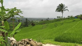Drone flying forward over a green rice filed paddy with palm trees in Bali