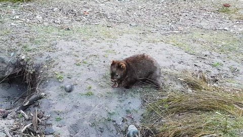 Wombat in the wild slowly walking back to its burrow entrance.