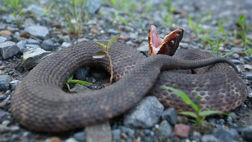 A Western Cottonmouth, Agkistrodon piscivores leucostoma, a venomous North American pit viper in a typical defensive display posture showing the white lining in its mouth.