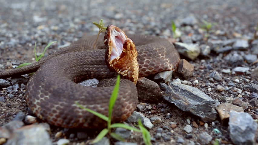 A Western Cottonmouth, Agkistrodon piscivores leucostoma, a venomous North American pit viper in a typical defensive display posture showing the white lining in its mouth.