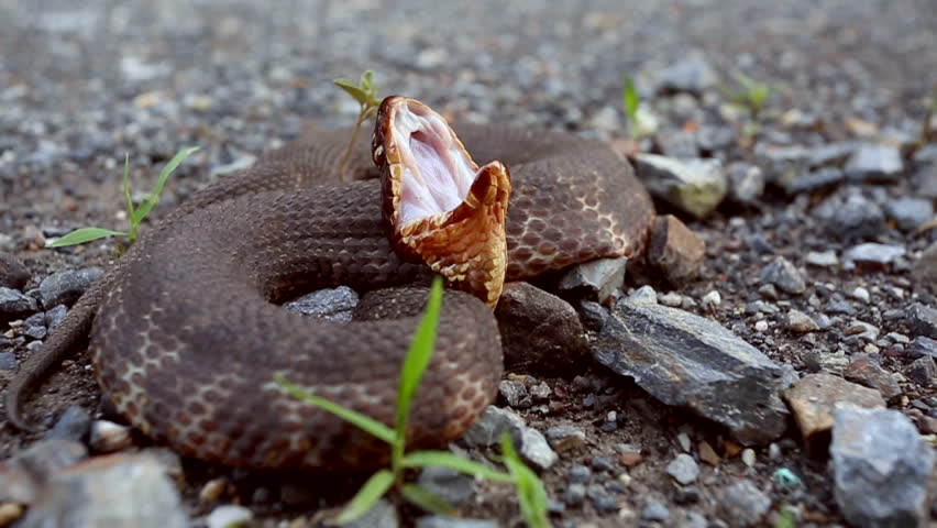 Western Cottonmouth image - Free stock photo - Public Domain photo ...