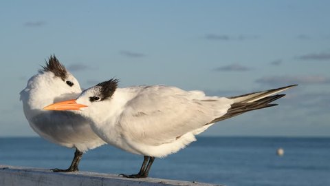 The royal terns. Scientific name: Thalasseus maximus, Sterna maxima.  Winter plumage. 
