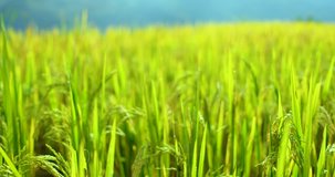 Green paddy field or rice field. Closeup of green paddy rice fields. Royalty high-quality free stock video footage of beautiful green terrace rice fields or paddy field in Northwest Vietnam, Asia