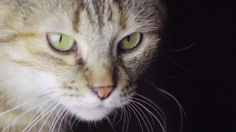 Tabby Cat Eyes. Close Up. Forestry Domestic Shorthair Cat on Black Background. Slow Motion