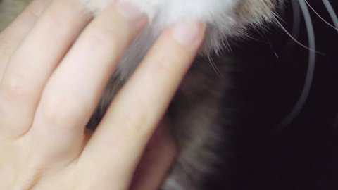 Female Hand Petting the Cat. Tabby Cat Eyes. Close Up. Forestry Domestic Shorthair Cat on Black Background. lazy contented cat Concept. Slow Motion