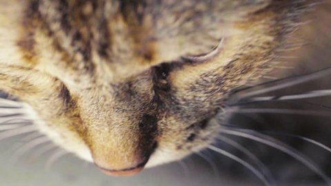 Tabby Cat Eyes. Close Up. Forestry Domestic Shorthair Cat Slow Motion