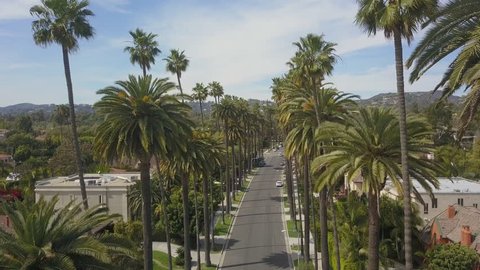 Aerial Drone Scenic Close Up of Skinny Palm Trees in Beautiful Beverly Hills California 4K on Sunny Windy Day in Los Angeles California with Hollywood Hill View and Mountains