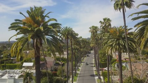 Aerial Drone Close Up of Beautiful Beverly Hills Skinny Palm Trees in Gorgeous Los Angeles California 4K with Scenic View of Hollywood Hills