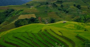 Vietnam landscapes with terraces rice field. Rice fields on terraced of Sapa, Lao Cai. Royalty high-quality free stock video footage of beautiful terrace rice fields prepare the harvest at Vietnam
