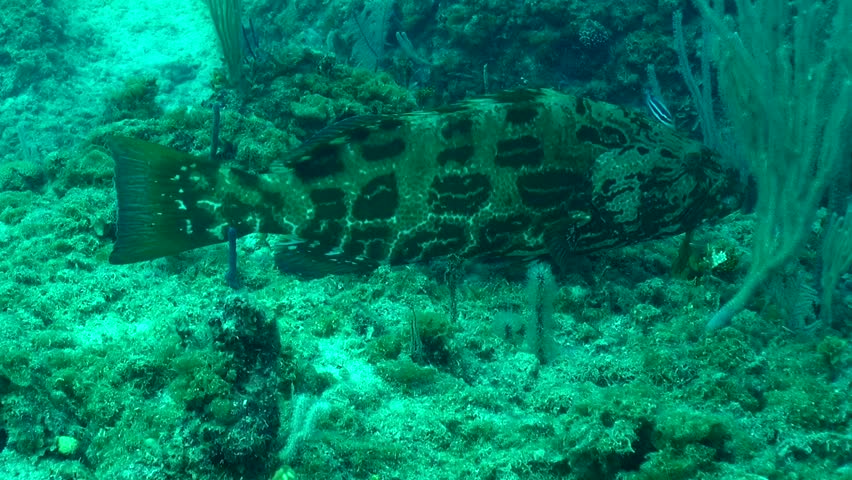 Big Grouper hovers on the bottom