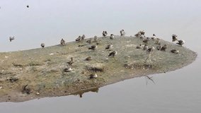 spot billed ducks and common coots and comb ducks island in lake I Birds island in lake stock video