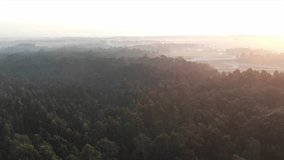 Aerial view of a forest at sunset/sunrise