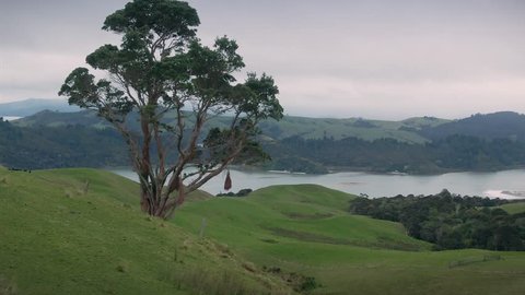 Aerial of a pohutukawa tree overlooking farmland in The Coromandel Peninsula, New Zealand