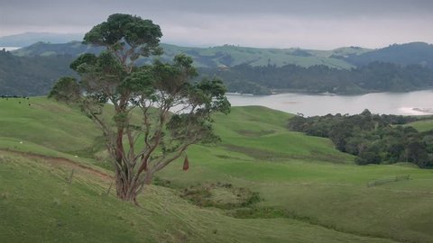 Aerial of a pohutukawa tree overlooking farmland in The Coromandel Peninsula, New Zealand