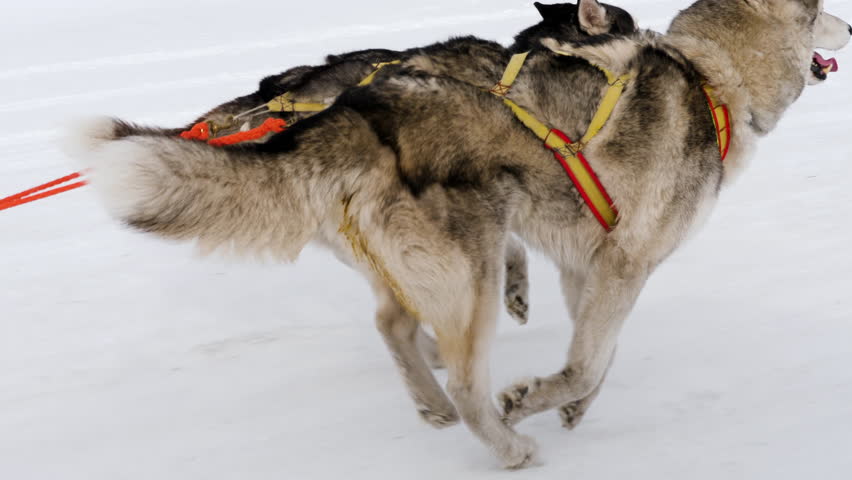Two husky dogs running in harness. Dogs compete in running
