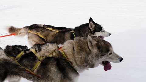 Two husky dogs running in harness. Dogs compete in running