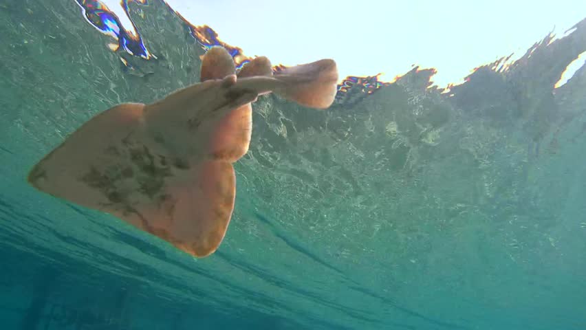 Panther electric ray (Torpedo panthera) swims over a sandy bottom, Red sea, Marsa Alam, Abu Dabab, Egypt
