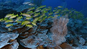 A school of Bluestripped snapper (Lutjanus kasmira) are swimming in a coral Reef,, Maldives, Indian ocean, slow motion