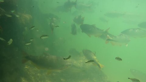 Fish swimming at the botton of the clear water of a river