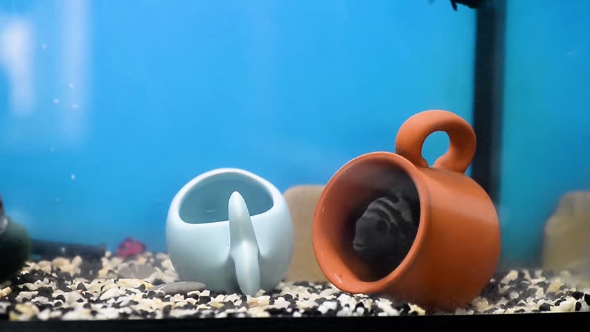 Black-striped cichlasoma defends his territory in the aquarium.Aquariums.