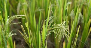 Green paddy field or rice field. Closeup of green paddy rice fields. Royalty high-quality free stock video footage of beautiful green terrace rice fields or paddy field in Northwest Vietnam, Asia
