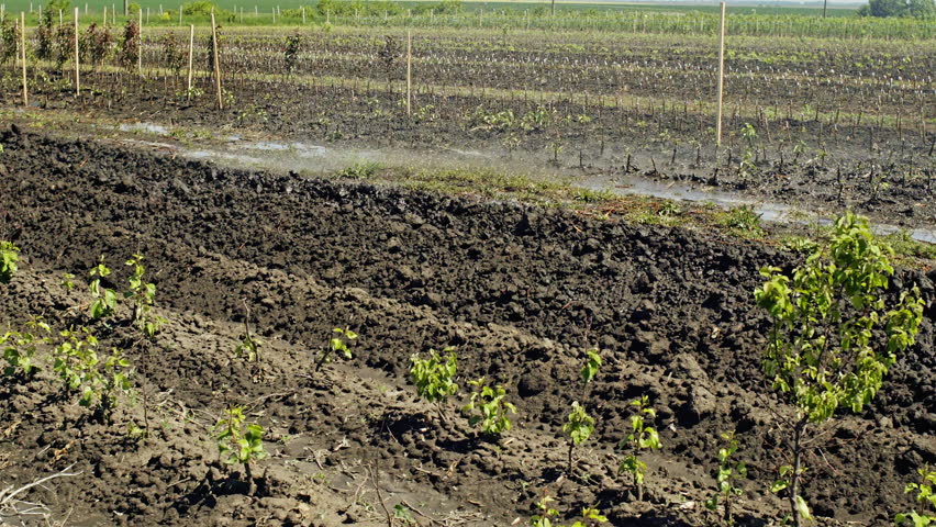 Irrigation of growing plants on agricultural field