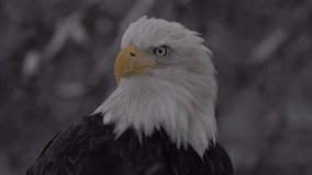 Chilkat Warrior - A video portrait of a bald eagle whose beak shows war wounds from many battles. The eagle does a wing stretch from the tip of head to its wings. Chilkat River, Haines, Alaska.