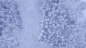 beautiful blue winter young pine and deciduous trees snow forest aerial view video with top down camera zoom in 4K UHD camera