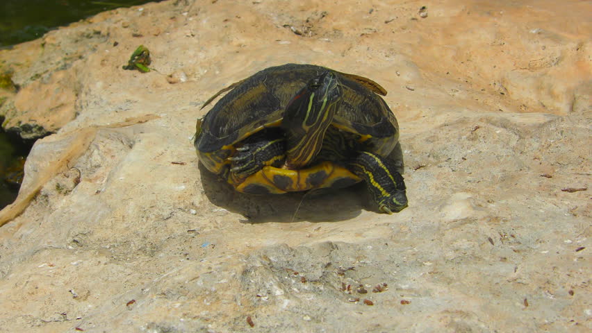 Little turtle basking in the sun while sitting on a rock.