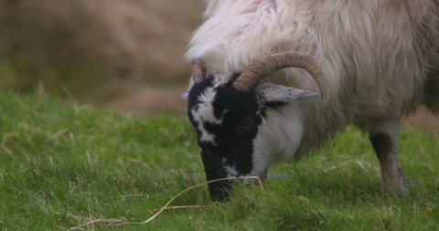 Mountain Ram sheep grazing grass in strong wind Ireland close up
