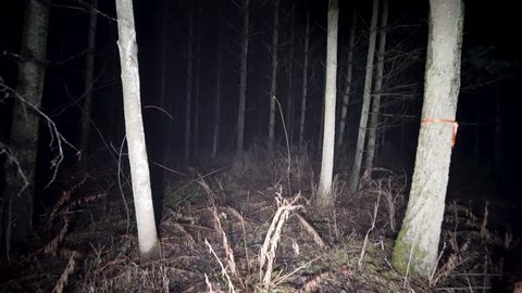 Steady shot walking at night through woods. Running thorough misty deep forest at night. Scared running away from monsters and death, lost and alone in the dark. Spooky trees and fog in darkness.
