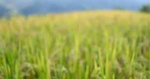 Rice paddy field in harverting season. Closeup of yellow paddy rice field autumn. Royalty high-quality stock video footage of beautiful yellow rice fields prepare the harvest at Northwest Vietnam