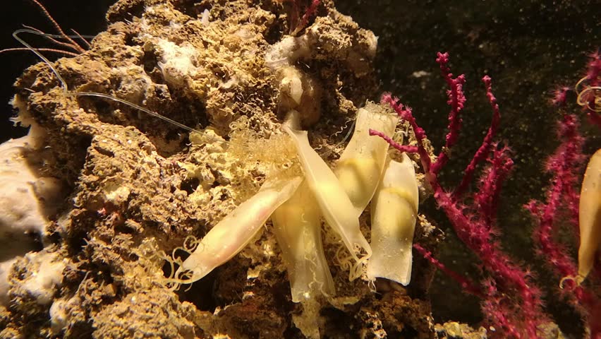 The small-spotted catshark (Scyliorhinus canicula), also known as the sandy dogfish.