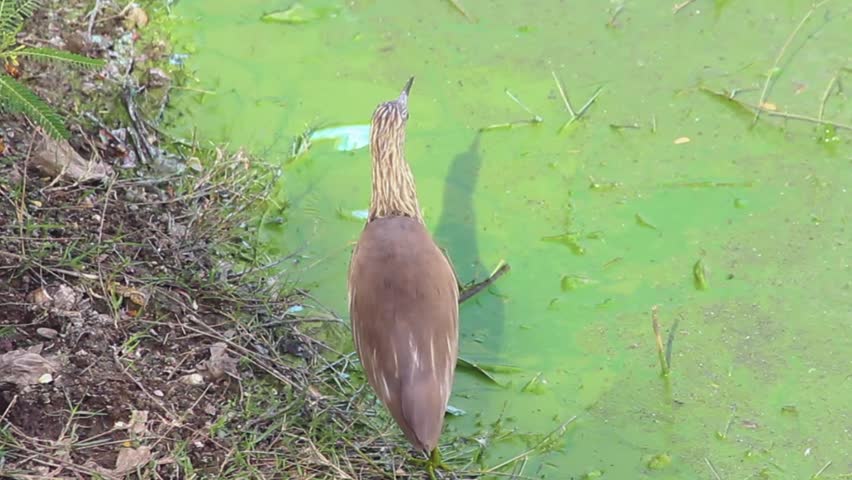 Brown Indian pond heron searching for hunt and fishes near a lake shore I Indian brown heron in lake water stock video
