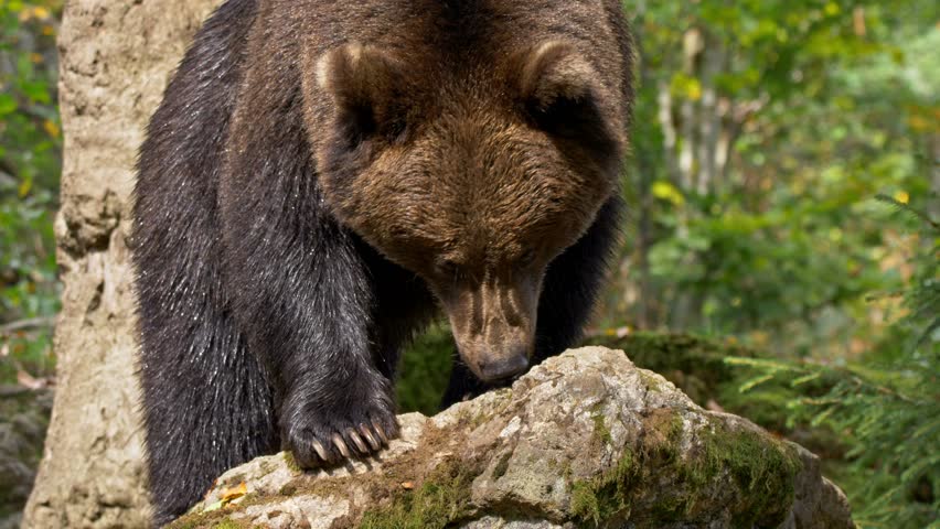 Brown bear (Ursus arctos) roaring | Shutterstock HD Video #1024517033